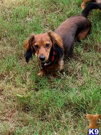 Dachshund stud dog